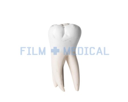 Tooth Model 